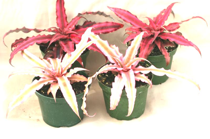 4" Cryptanthus